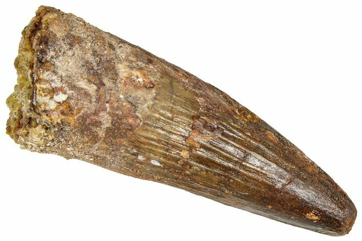 Fossil Spinosaurus Tooth - Real Dinosaur Tooth #365616